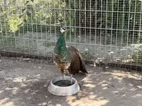 Chickens — Foto 5