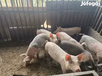 नर सूअर, सूअर — फ़ोटो 1