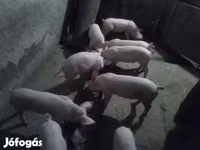 Cerda, Крупная белая — foto 7