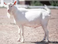 ヤギ（ロット、性別未指定）, Saanen goat — 写真 2