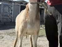 Bélier, Arashan sheep — photo 1