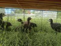 Turkeys — Foto 4