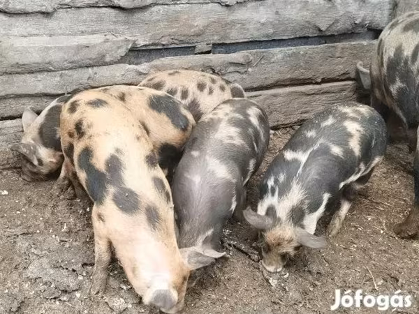 母猪, Pigs
