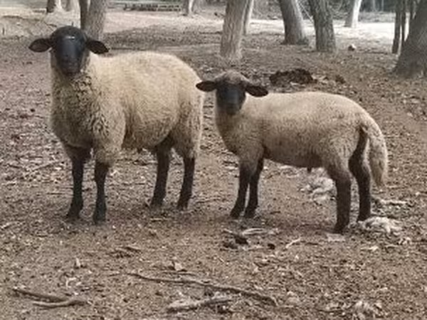 公羊, White Suffolk sheep