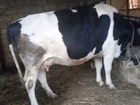 Cow, Russian Black pied cattle — photo 2