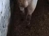 Boar, Pigs — photo 2