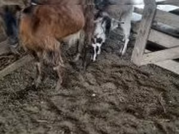 雄ヤギ, ヤギ