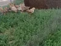 Chickens — 照片 2