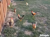 Chickens — fotografija 1