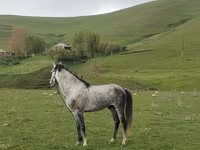 Pastuv, Azerbaijan horse — fotografija 2