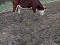 Cow, Simmental cattle — photo 2