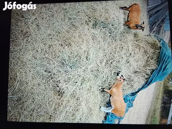 نعجة, Cameroon sheep