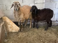 Ovan, Small-tailed Han sheep — fotografija 1
