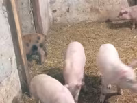 Schweine (Partie, Geschlecht nicht angegeben), Schweine — Foto 4