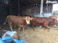Bovinos (lote, sexo não especificado), Vaca Limousine — foto 5