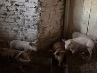 母猪 — 照片 2