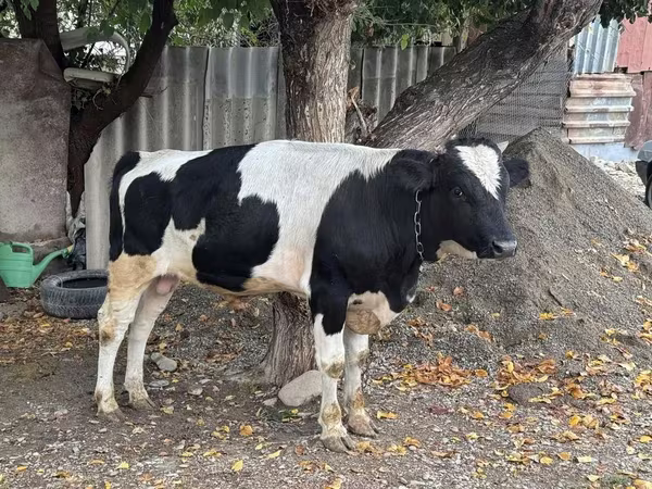 Бұқа, Russian Black pied cattle