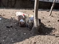 خنزيرة, الخنازير — الصورة 4