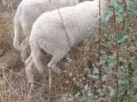 Qoç, Qoyunlar — foto 2