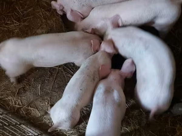 Sow, Крупная белая