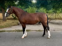 Cavalo, Cavalos — foto 2