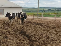Krava, Russian Black pied cattle — fotografija 6
