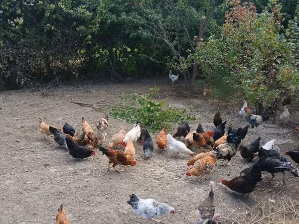 Chickens