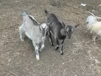 Ziege, Ziegen — Foto 3