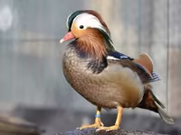 Ducks — zdjęcie 2