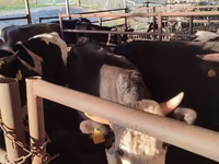 Bik, Simmental cattle — fotografija 4