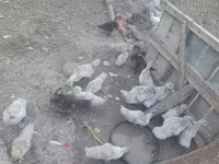 Ducks — photo 3