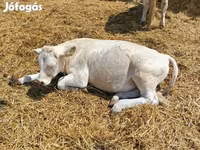 Byk, Charolais cattle — zdjęcie 2