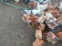 Chickens — zdjęcie 2