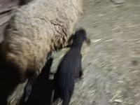 Brebis, Moutons — photo 4