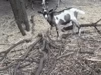 Boucs, Nubian Goat — photo 4