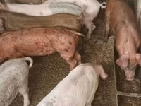 Porcs (lot, sexe non indiqué) — photo 1