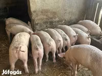 Krmača, Свиње — fotografija 1