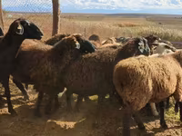 Brebis, Moutons — photo 4