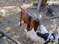 Jarac, Nubian Goat — fotografija 1