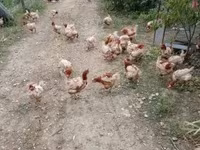 Chickens — Foto 2