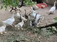 Geese — foto 2