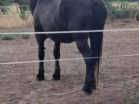 母马, Horses — 照片 5