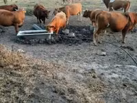Vaca, Simmental cattle — foto 1