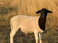 Ovan, Dorper sheep — fotografija 1