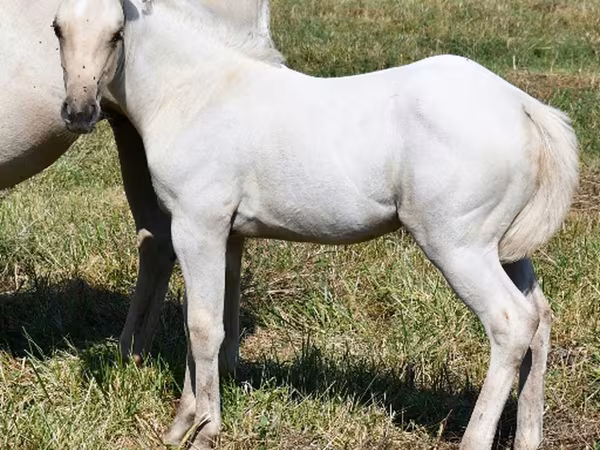 Kobila, Quarter Horse