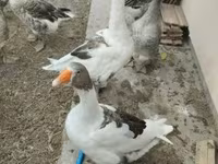Duńska szara i szarobrokatna gęś — zdjęcie 1
