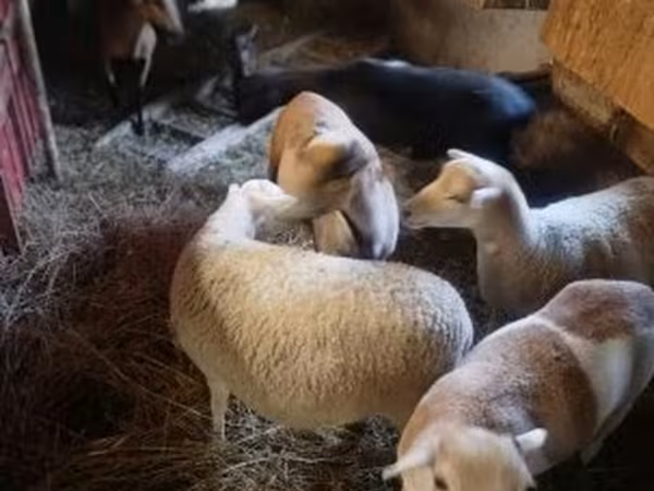 母羊, Cameroon sheep