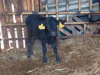 母牛, Cattle — 照片 3