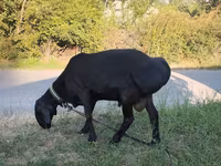 Ram, Edilbay sheep — photo 1