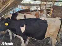 Cattle (batch, sex not specified), Cattle — photo 6